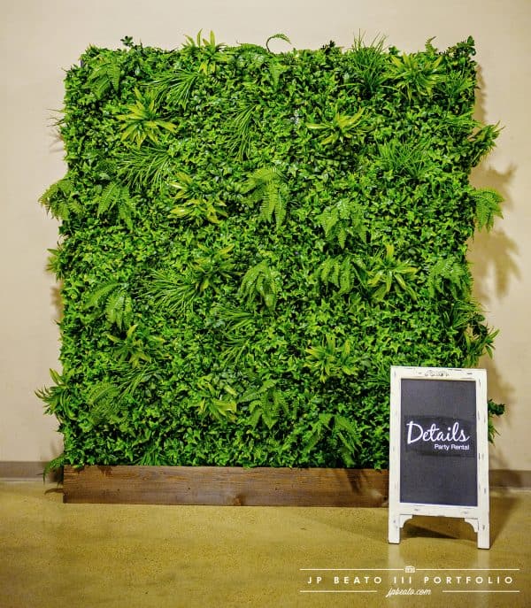 Tropical boxwood wall hedge